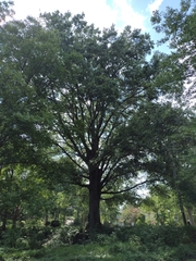 Quercus phellos