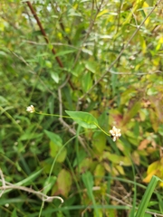 Persicaria sagittata