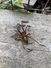 Eratigena atrica