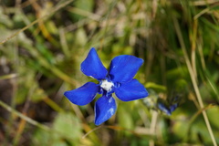 Gentiana bavarica bavarica