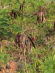 Leucaena leucocephala
