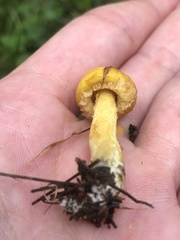 Suillus americanus