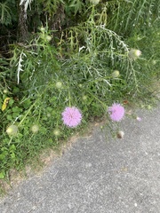 Cirsium discolor