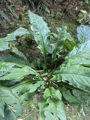Lysichiton americanus