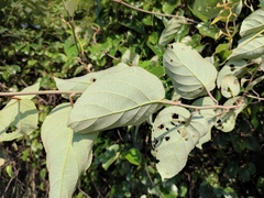 Mallotus paniculatus