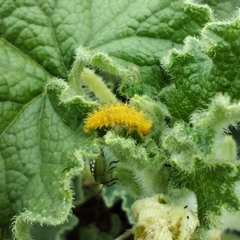 Henosepilachna argus