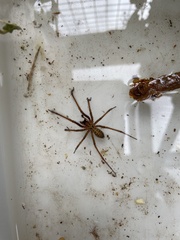 Eratigena atrica