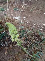 Reseda lutea