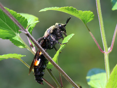 Pygodasis quadrimaculata