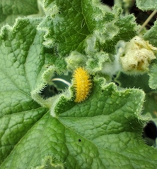 Henosepilachna argus