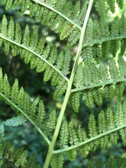 Athyrium angustum
