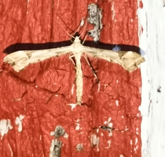 Gillmeria pallidactyla