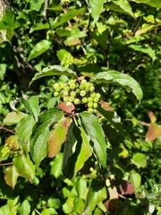 Cornus drummondii