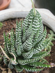 Haworthiopsis