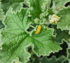 Henosepilachna argus