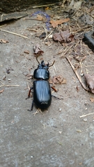 Odontotaenius disjunctus