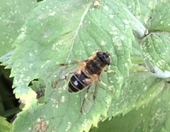 Eristalis pertinax