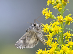 Syngrapha rectangula