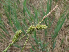 Carex extensa