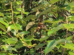 Actinidia