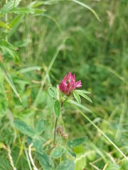 Trifolium pratense
