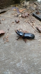 Odontotaenius disjunctus