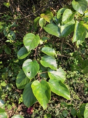 Actinidia