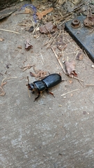 Odontotaenius disjunctus