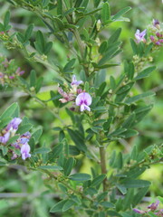 Lespedeza virginica