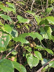 Actinidia