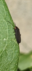 Lampyrinae