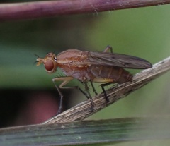 Tetanocera