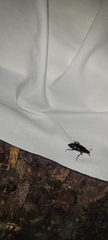 Nicrophorus sayi