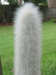 Cleistocactus
