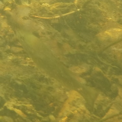Micropterus dolomieu