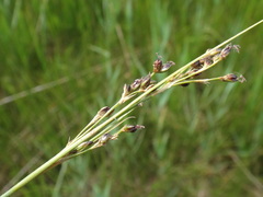 Juncus gerardi