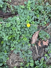 Potentilla reptans