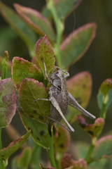 Pholidoptera griseoaptera