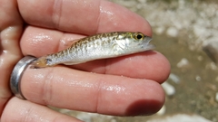 Micropterus treculii