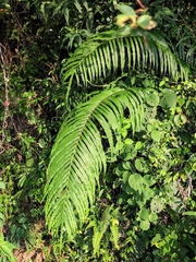 Blechnum orientale