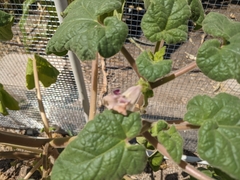 Proboscidea louisianica