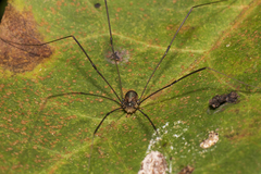 Leiobunum blackwalli