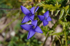 Gentianopsis ciliata