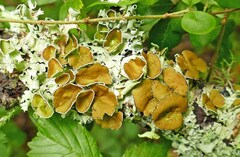 Parmotrema submarginale