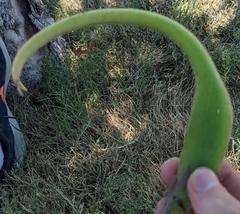 Proboscidea louisianica