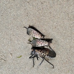 Lycorma delicatula