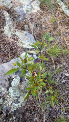 Bidens frondosa
