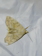 Cosmia trapezina