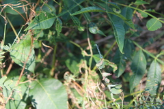 Enallagma durum