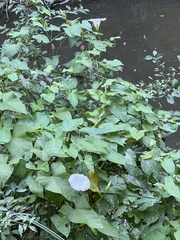 Calystegia silvatica